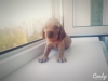 Catelusi Cocker Spaniel Englez -Rasa Pura!