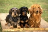 Dachshund Puppies For Adoption
