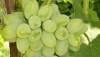 Struguri de poamă pentru consum personal sau pentru pregătirea vinului