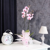 Flori pentru orice ocazie, livrate cu grijă în Chișinău