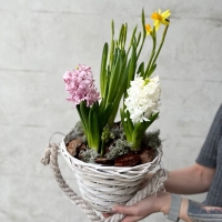 Plante de primăvară cu livrare rapidă în Moldova